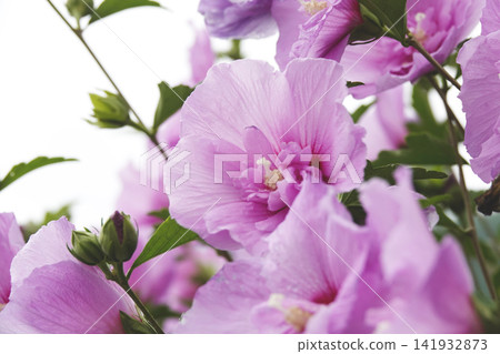 Pink hibiscus flowers blooming in the soft sunlight Pink hibiscus flowers blooming in the soft sunlight 141932873