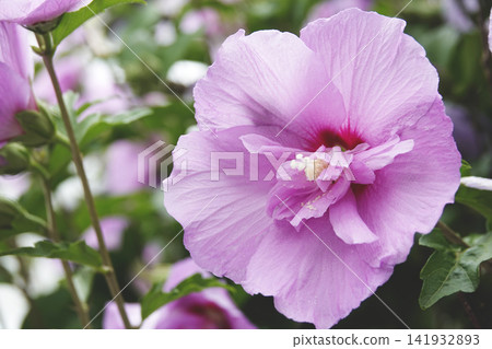 Pink hibiscus flowers blooming in the soft sunlight Pink hibiscus flowers blooming in the soft sunlight 141932893