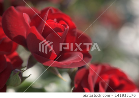 在花床上盛開的紅玫瑰 在花床上盛開的紅玫瑰 141933176