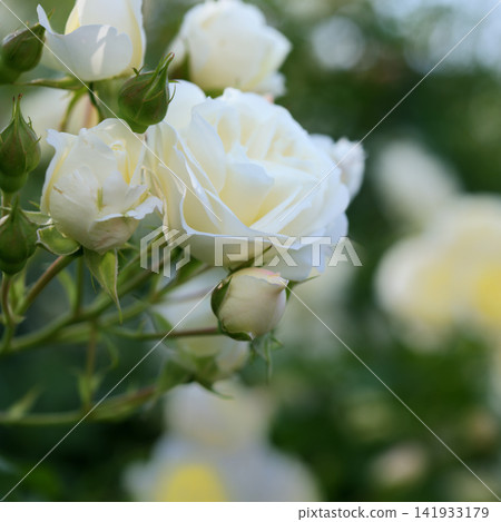 白玫瑰周圍環繞著花苞 白玫瑰周圍環繞著花苞 141933179