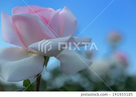桃紅色玫瑰在藍天發光 141933185