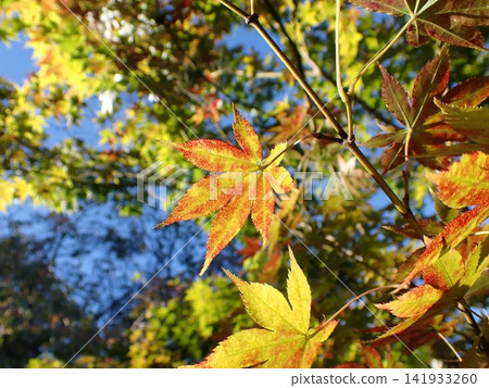 Kyoto, Katsura Imperial Villa, Maple Trees, Autumn Leaves Kyoto, Katsura Imperial Villa, Maple Trees, Autumn Leaves 141933260