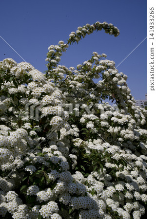 繡線菊(Spiraea cantoniensis)的白色花朵正值盛開。學名:Spiraea cantoniensis 繡線菊(Spiraea cantoniensis)的白色花朵正值盛開。學名:Spiraea cantoniensis 141933266