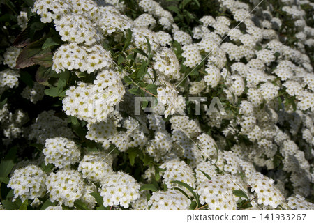 繡線菊(Spiraea cantoniensis)的白色花朵正值盛開。學名:Spiraea cantoniensis 繡線菊(Spiraea cantoniensis)的白色花朵正值盛開。學名:Spiraea cantoniensis 141933267