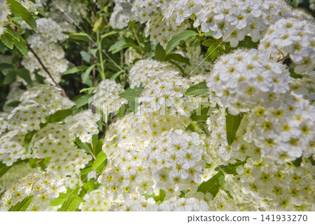 The white flowers of the Spiraea cantoniensis are in full bloom. Scientific name: Spiraea cantoniensis The white flowers of the Spiraea cantoniensis are in full bloom. Scientific name: Spiraea cantoniensis 141933270