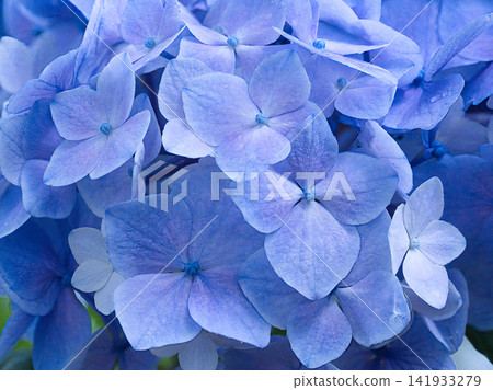 藍色繡球花 141933279