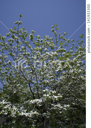 White flowers of dogwood (flowering dogwood) are in bloom. The scientific name is Cornus florida. White flowers of dogwood (flowering dogwood) are in bloom. The scientific name is Cornus florida. 141933300
