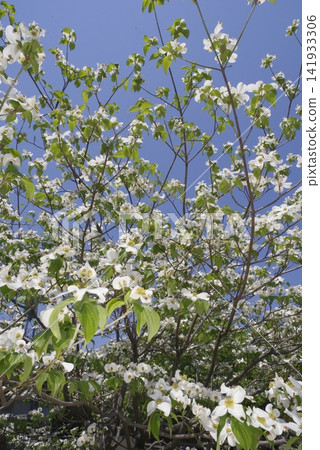 White flowers of dogwood (flowering dogwood) are in bloom. The scientific name is Cornus florida. White flowers of dogwood (flowering dogwood) are in bloom. The scientific name is Cornus florida. 141933306