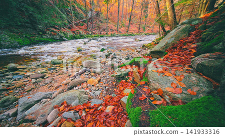 Moss-covered rocks and colorful fallen autumn leaves beside a flowing mountain river. Rich textures and vibrant seasonal colors create a peaceful woodland landscape full of natural beauty. Moss-covered rocks and colorful fallen autumn leaves beside a flowing mountain river. Rich textures and vibrant seasonal colors create a peaceful woodland landscape full of natural beauty. 141933316