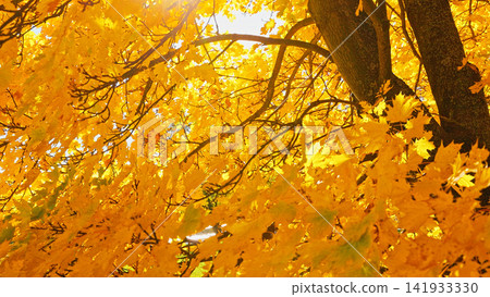 Golden maple tree canopy illuminated by warm autumn sunlight against a clear blue sky. Vibrant yellow foliage creates a striking seasonal background filled with natural beauty and color. Golden maple tree canopy illuminated by warm autumn sunlight against a clear blue sky. Vibrant yellow foliage creates a striking seasonal background filled with natural beauty and color. 141933330