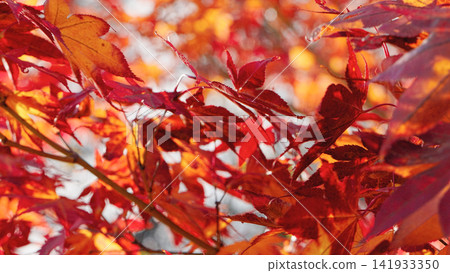 Close-up of vibrant red Japanese maple leaves glowing in soft autumn light with a blurred background. Elegant seasonal foliage creates a peaceful nature scene full of rich colors and texture. Close-up of vibrant red Japanese maple leaves glowing in soft autumn light with a blurred background. Elegant seasonal foliage creates a peaceful nature scene full of rich colors and texture. 141933350