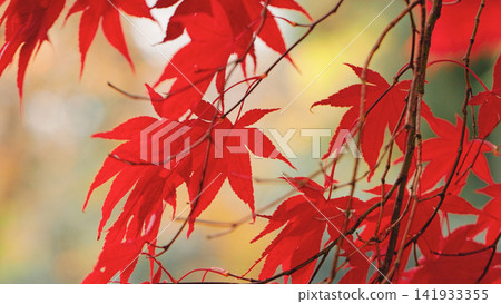 Close-up of vibrant red Japanese maple leaves glowing in soft autumn light with a blurred background. Elegant seasonal foliage creates a peaceful nature scene full of rich colors and texture. Close-up of vibrant red Japanese maple leaves glowing in soft autumn light with a blurred background. Elegant seasonal foliage creates a peaceful nature scene full of rich colors and texture. 141933355