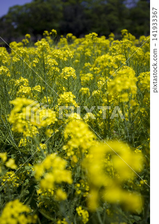 Yellow rapeseed flowers (nanohana) are blooming in the rapeseed field. Yellow rapeseed flowers (nanohana) are blooming in the rapeseed field. 141933367