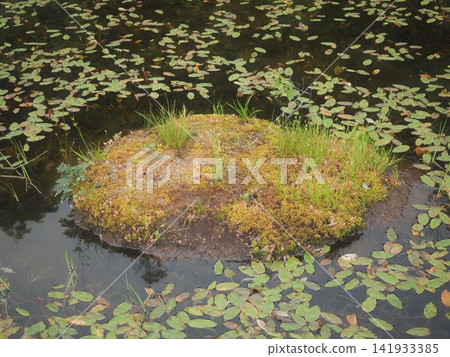 清晨的漂浮島嶼和水生植物(20260722055528) 清晨的漂浮島嶼和水生植物(20260722055528) 141933385
