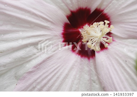 A pale pink American flower blooming after the rain. A pale pink American flower blooming after the rain. 141933397