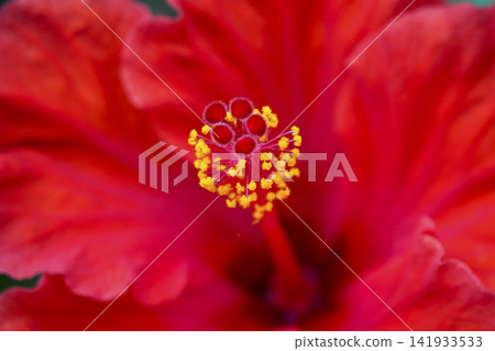 Bright red hibiscus petals and stamens Bright red hibiscus petals and stamens 141933533