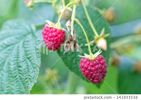 Red raspberries on a bush Red raspberries on a bush 141933538