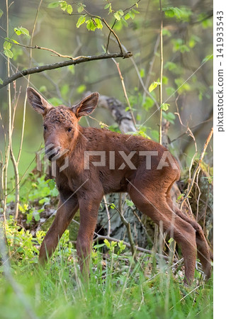 Young moose in the forest Young moose in the forest 141933543