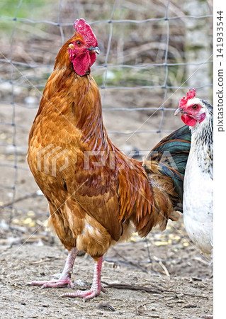 Rooster on the farm Rooster on the farm 141933544