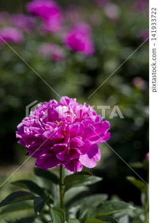 The peony garden is in bloom with reddish-purple peony flowers. The peony garden is in bloom with reddish-purple peony flowers. 141933722