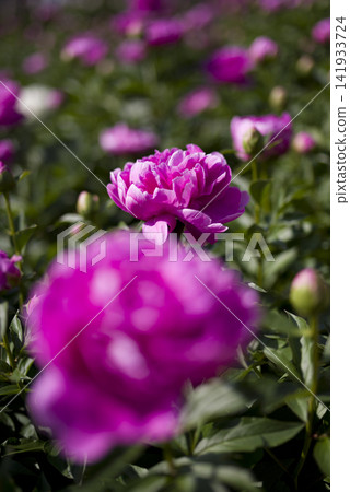The peony garden is in bloom with reddish-purple peony flowers. The peony garden is in bloom with reddish-purple peony flowers. 141933724