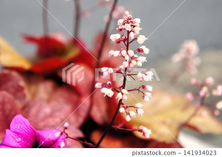 Huquela flowers Huquela flowers 141934023