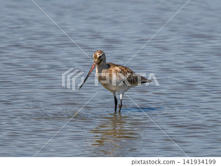 Bar-tailed Godwit foraging in shallow waters Bar-tailed Godwit foraging in shallow waters 141934199