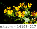 Yellow and purple flowers 141934217