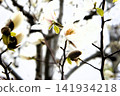 White lotus flower 141934218