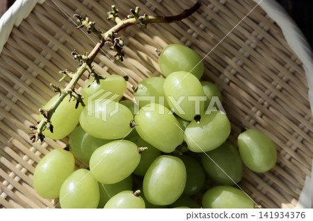 自家種植的 Shine Muscat 葡萄,從葡萄串上切下,留下 3 毫米的莖以便儲存。 自家種植的 Shine Muscat 葡萄,從葡萄串上切下,留下 3 毫米的莖以便儲存。 141934376