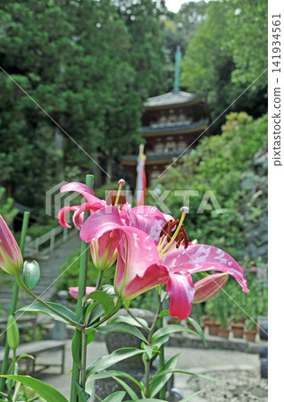 Nara: Matsuo-dera Temple, where lilies bloom, and its three-story pagoda. Nara: Matsuo-dera Temple, where lilies bloom, and its three-story pagoda. 141934561