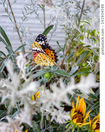Colorful butterflies perched on a green background Colorful butterflies perched on a green background 141934599