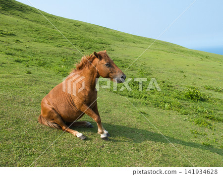 A horse that just woke up A horse that just woke up 141934628