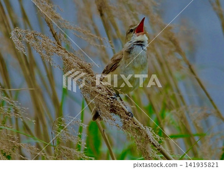 A summer bird of Japan. A Great Reed Warbler singing in a reed bed in early May. A summer bird of Japan. A Great Reed Warbler singing in a reed bed in early May. 141935821