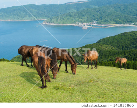 A horse standing in the grassland of Toi Cape, with the sea visible in the distance. A horse standing in the grassland of Toi Cape, with the sea visible in the distance. 141935960