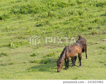 Wild horses on the grassland Wild horses on the grassland 141935962