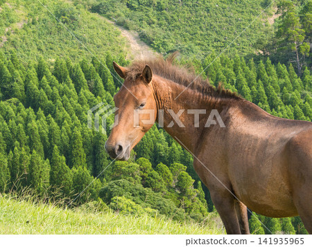 Horses that eat grass Horses that eat grass 141935965