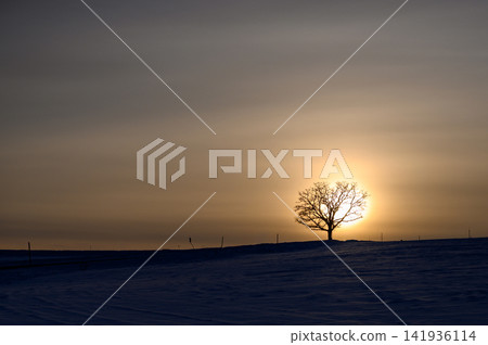 一棵孤零零的樹矗立在雪原上,在夕陽的映襯下勾勒出優美的輪廓 | 北海道寧靜冬日美景,令人嘆為觀止 一棵孤零零的樹矗立在雪原上,在夕陽的映襯下勾勒出優美的輪廓 | 北海道寧靜冬日美景,令人嘆為觀止 141936114