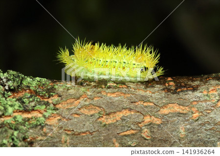 Larvae of the blue slug moth Larvae of the blue slug moth 141936264