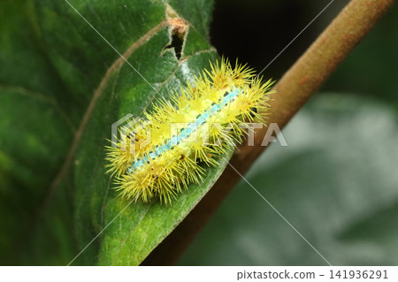 Larvae of the blue slug moth Larvae of the blue slug moth 141936291