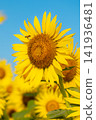 A bee perched on a sunflower - a summer scene 141936481