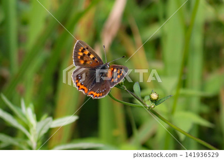 A small copper butterfly resting with its wings spread. 141936529