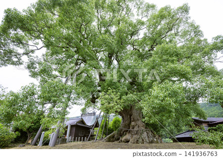 本莊大樟樹(福岡縣築城郡築城町),被指定為國家天然紀念物。 本莊大樟樹(福岡縣築城郡築城町),被指定為國家天然紀念物。 141936763