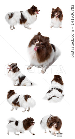 Papillon dog in multiple playful poses isolated on white background Papillon dog in multiple playful poses isolated on white background 141936782
