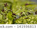 生長在金葉珊瑚樹頂端的小型、精緻的棕色花朵（雄花）：1 141936813