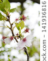 櫻花季的終點：1 141936816