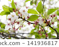 櫻花季的尾聲：第二部 141936817