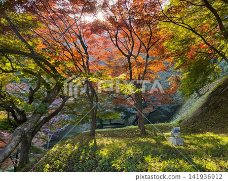 天童公園(舞鶴山)的秋葉 天童公園(舞鶴山)的秋葉 141936912