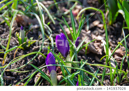 Yellow blooming crocuses flowers, spring flowers growing in garden. Golden yellow flowers of two Crocus chrysanthus in February. High quality photo Yellow blooming crocuses flowers, spring flowers growing in garden. Golden yellow flowers of two Crocus chrysanthus in February. High quality photo 141937026