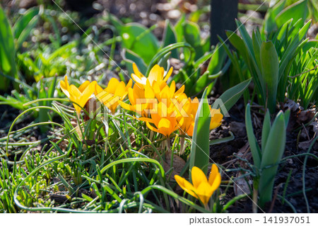 Yellow blooming crocuses flowers, spring flowers growing in garden. Golden yellow flowers of two Crocus chrysanthus in February. High quality photo Yellow blooming crocuses flowers, spring flowers growing in garden. Golden yellow flowers of two Crocus chrysanthus in February. High quality photo 141937051